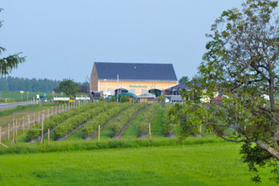 Scheunenfest in Krietzschwitz